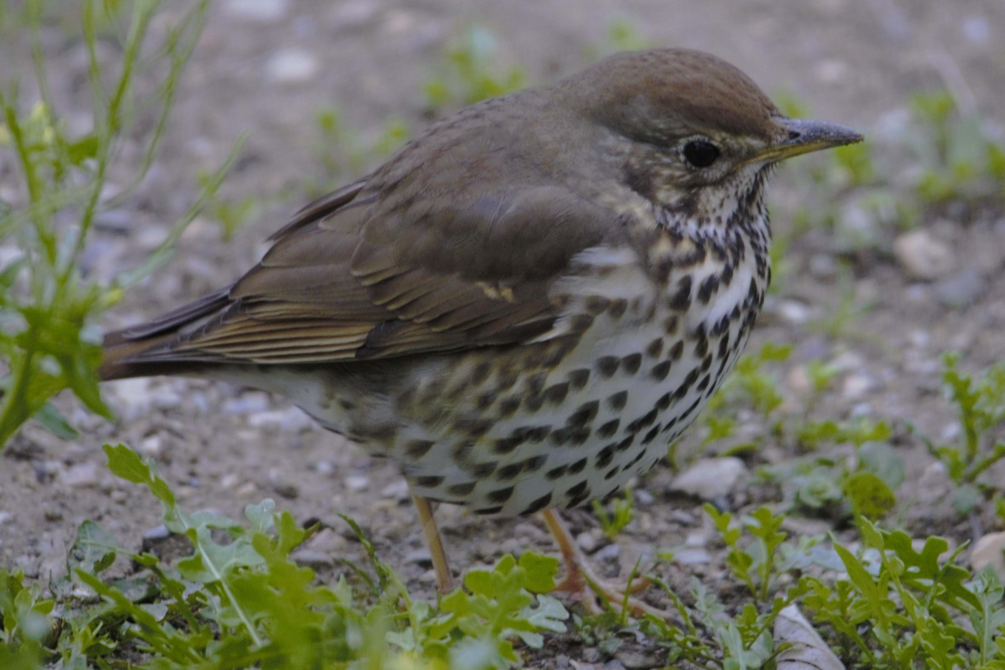 Tord 02 (Turdus philomelos) Foto Xavi García.jpg