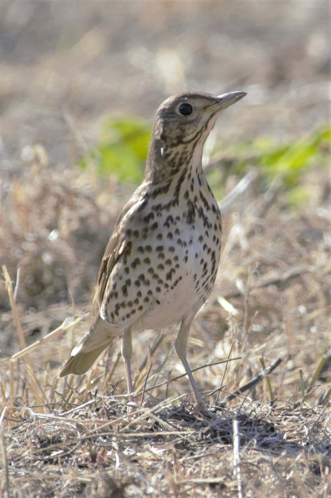 Tord 03 (Turdus philomelos) Foto Xavi García.jpg