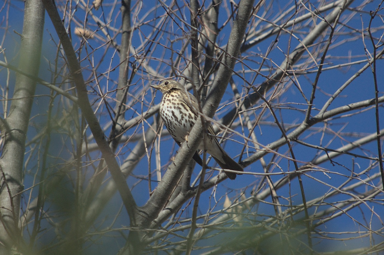 Tord-Turdus-philomelos-Foto-Xavi-Garcia-3215-3.jpg