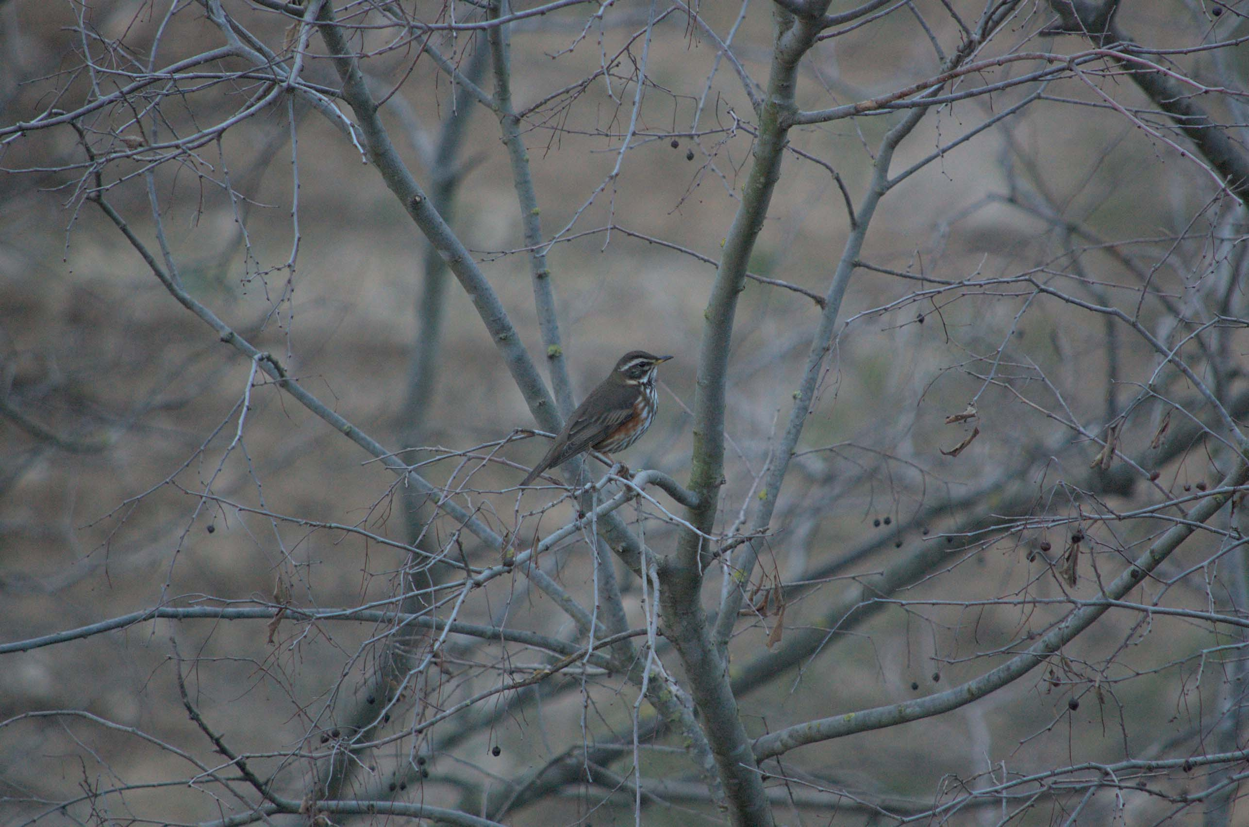 Tord-ala-roig-01-Turdus-iliacus-Foto-Xavi-Garcia-4180-3.jpg