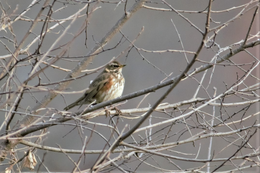 Tord ala-roig 02 (Turdus iliacus) Foto Xavi García.jpg