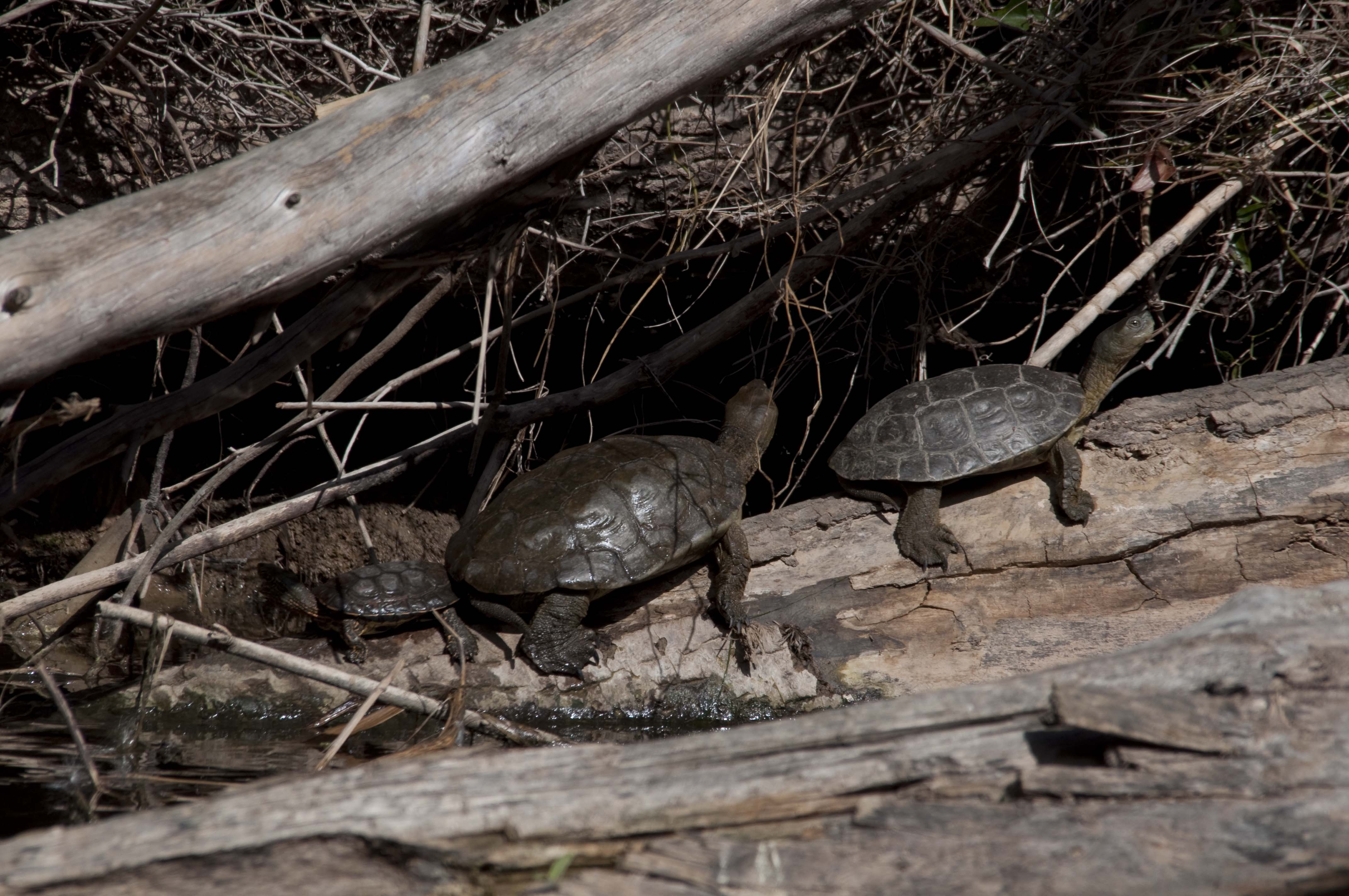 Tortuga-de-rierol-01-Mauremys-leprosa-Foto-Jordi-Romeu-3226-3.jpg