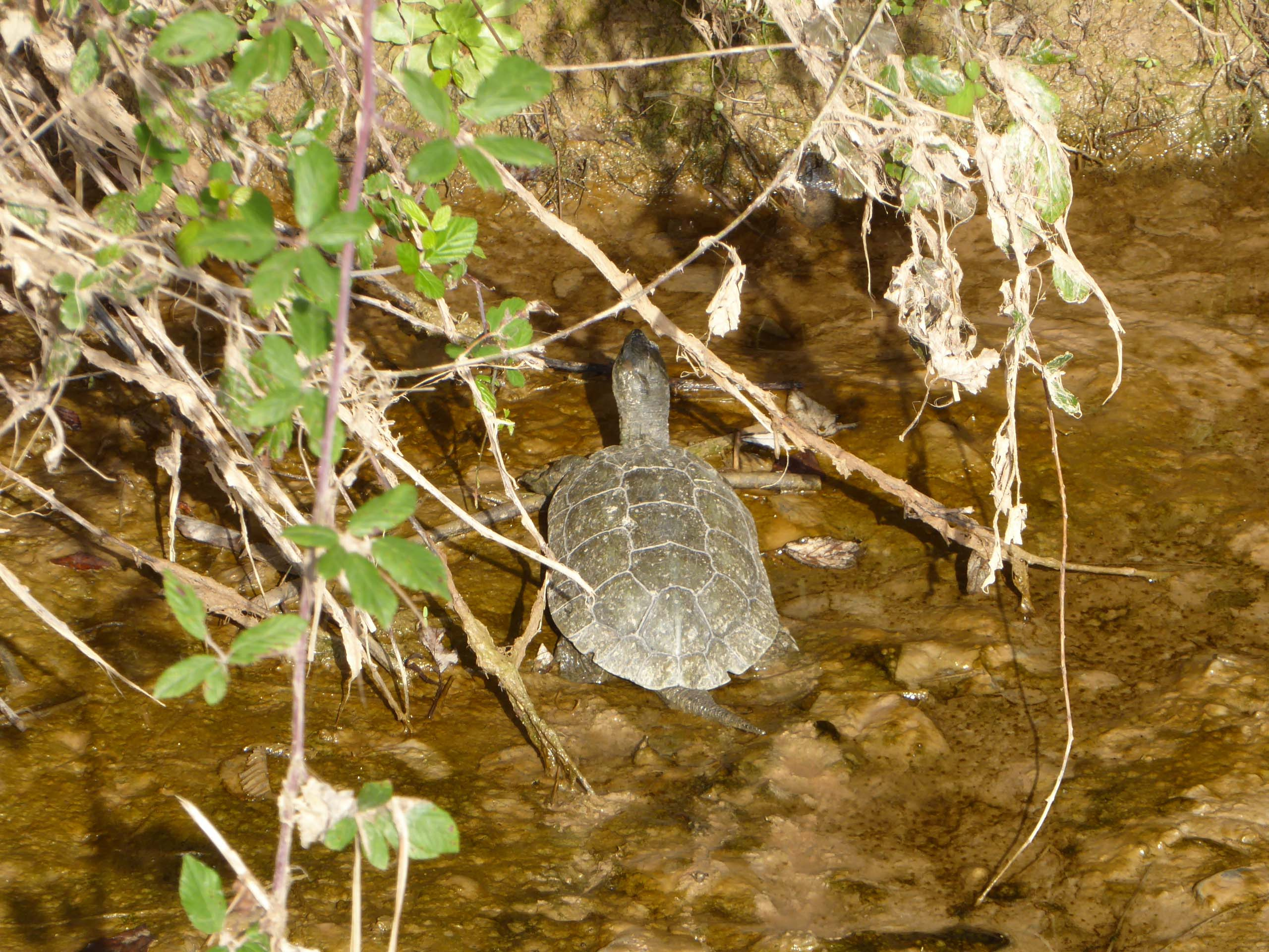 Tortuga de rierol 02 (Mauremys leprosa) Foto Jordi Romeu.JPG