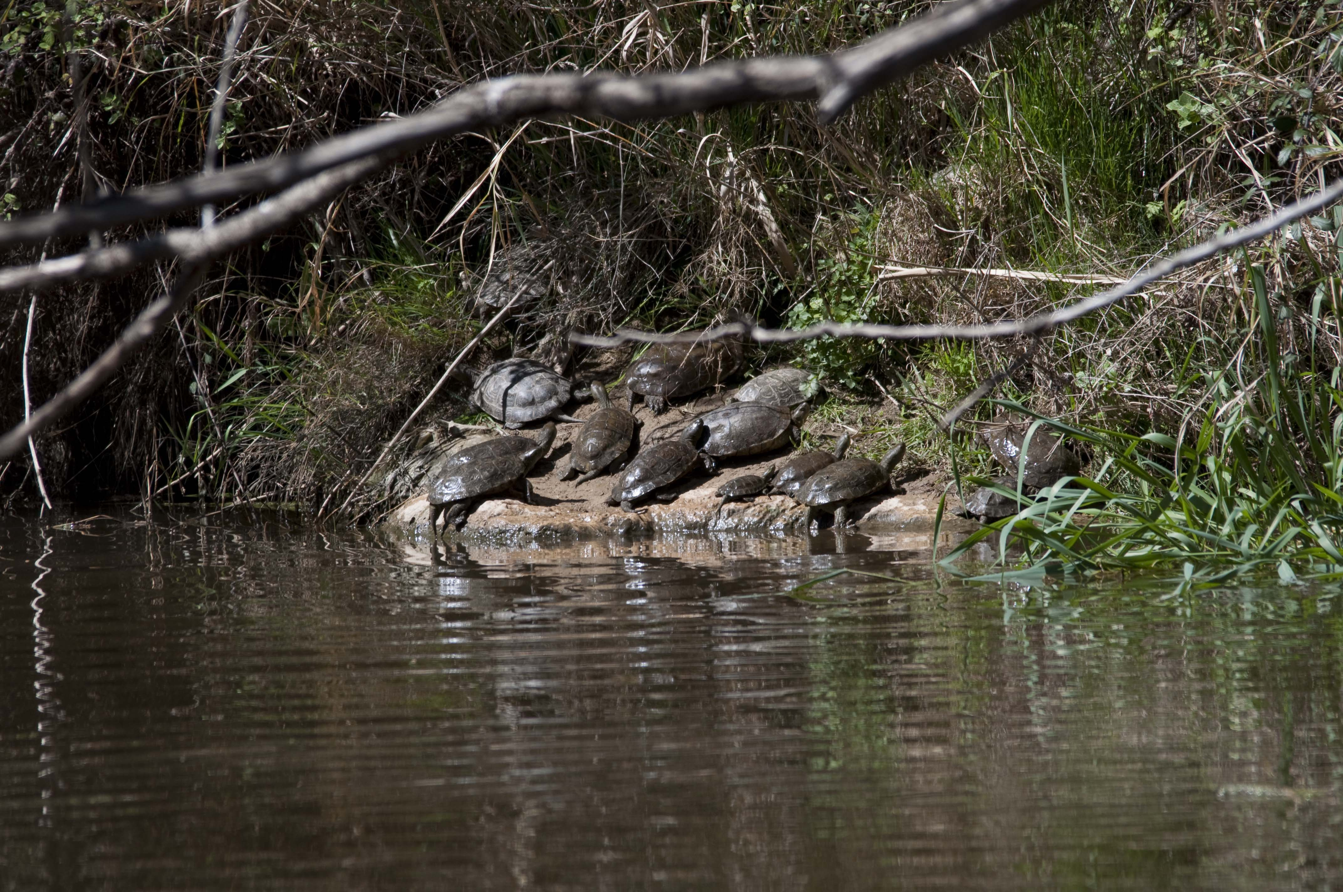 Tortuga de rierol 03 (Mauremys leprosa) Foto Jordi Romeu.jpg