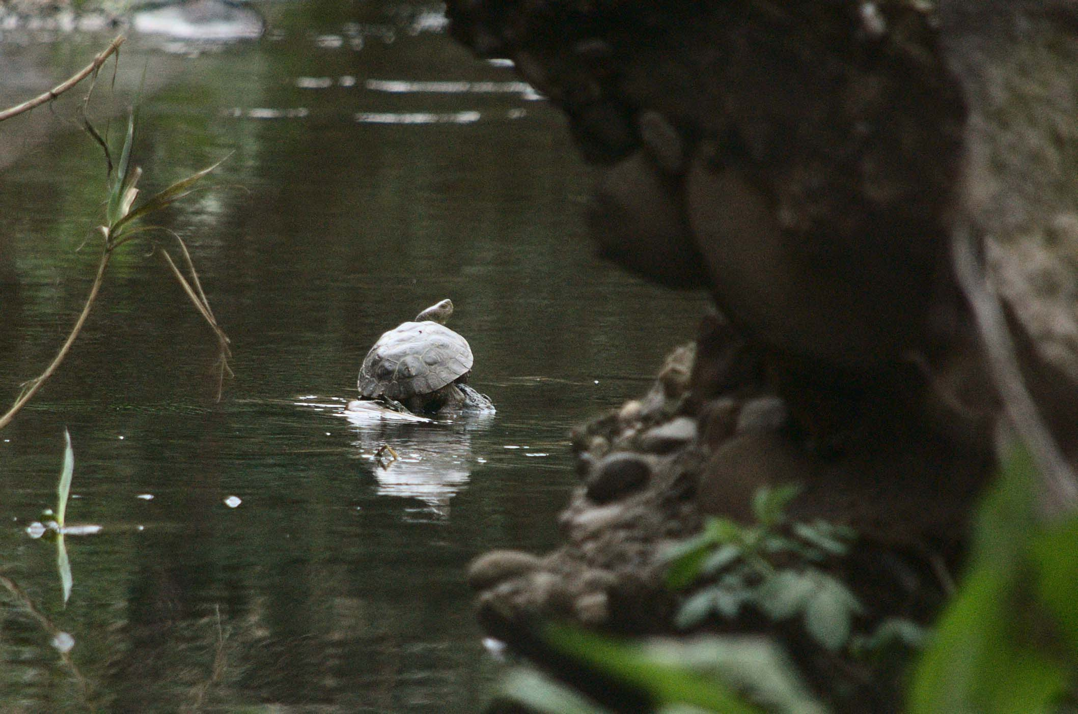 Tortuga de rierol 04 (Mauremys leprosa) Foto Xavi García.jpg