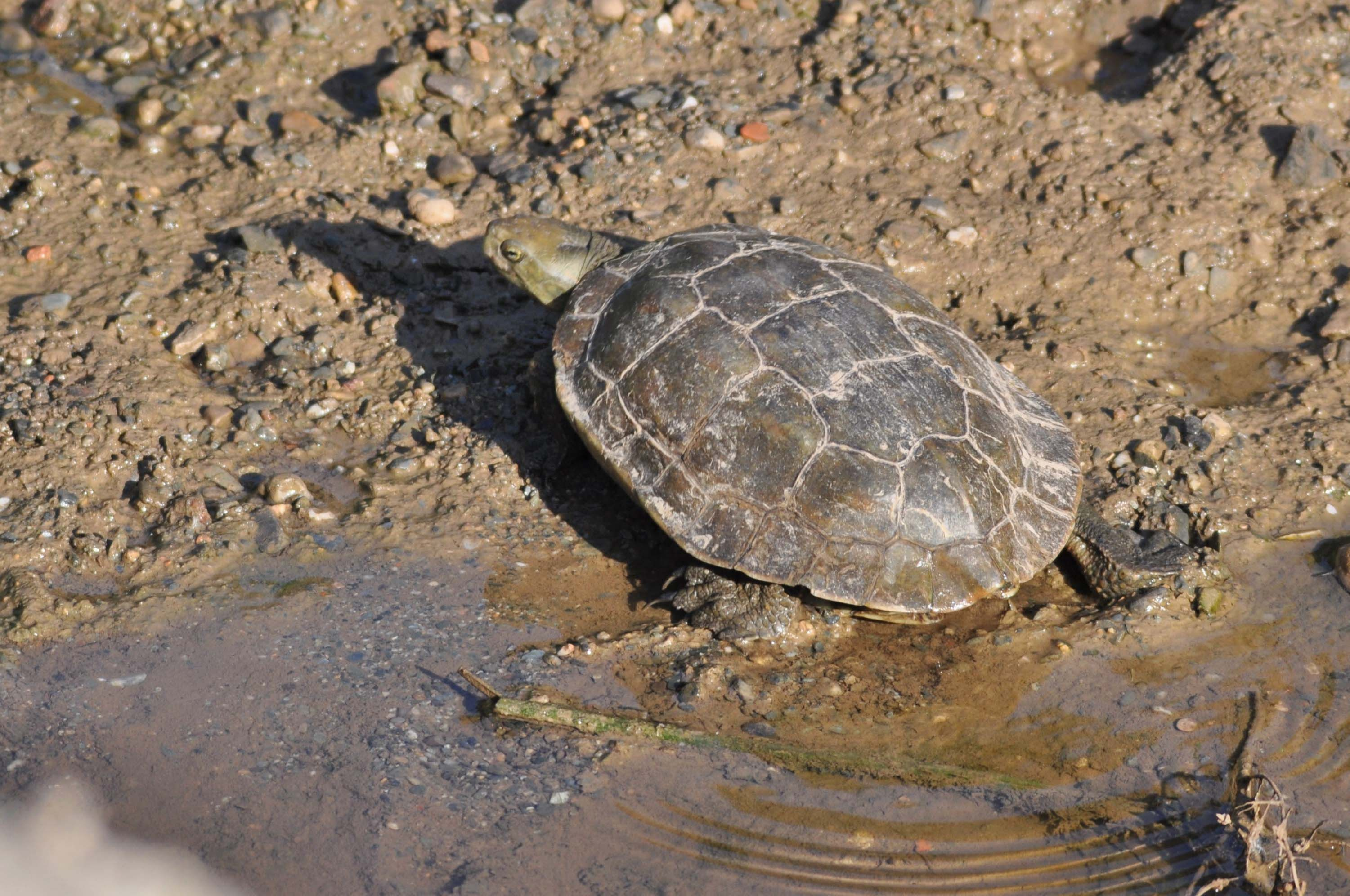 Tortuga de rierol 05 (Mauremys leprosa).JPG