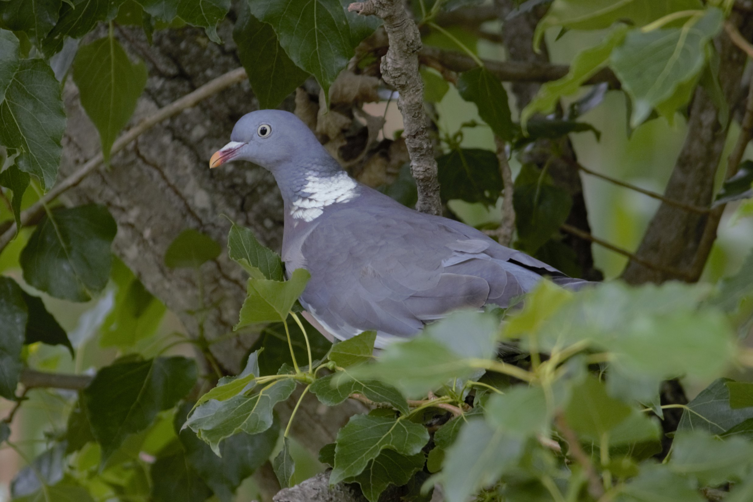 Tudo-01-Columba-palumbus-Foto-Xavi-Garcia-4113-3.JPG