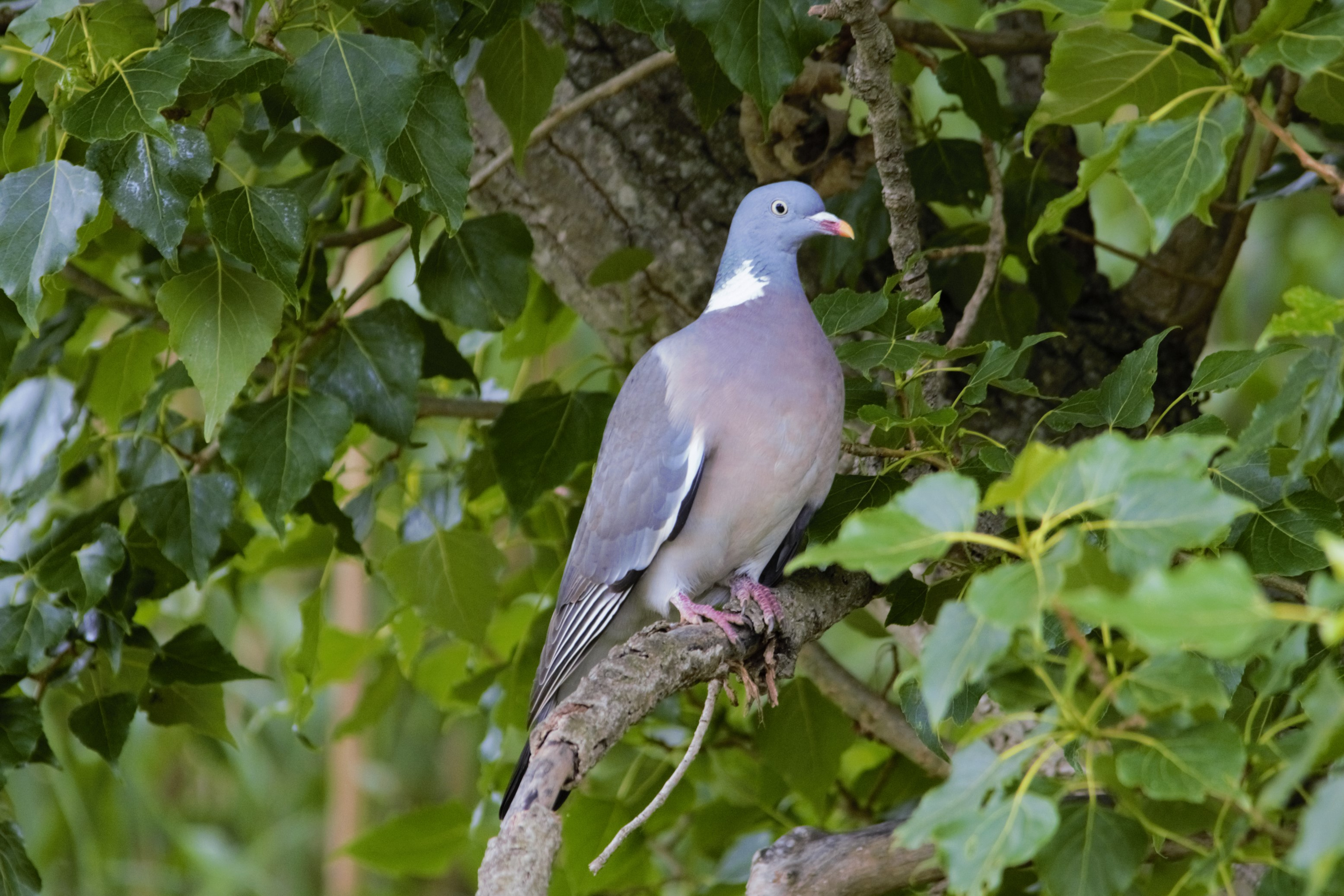 Tudó 02 (Columba palumbus) Foto Xavi García.JPG