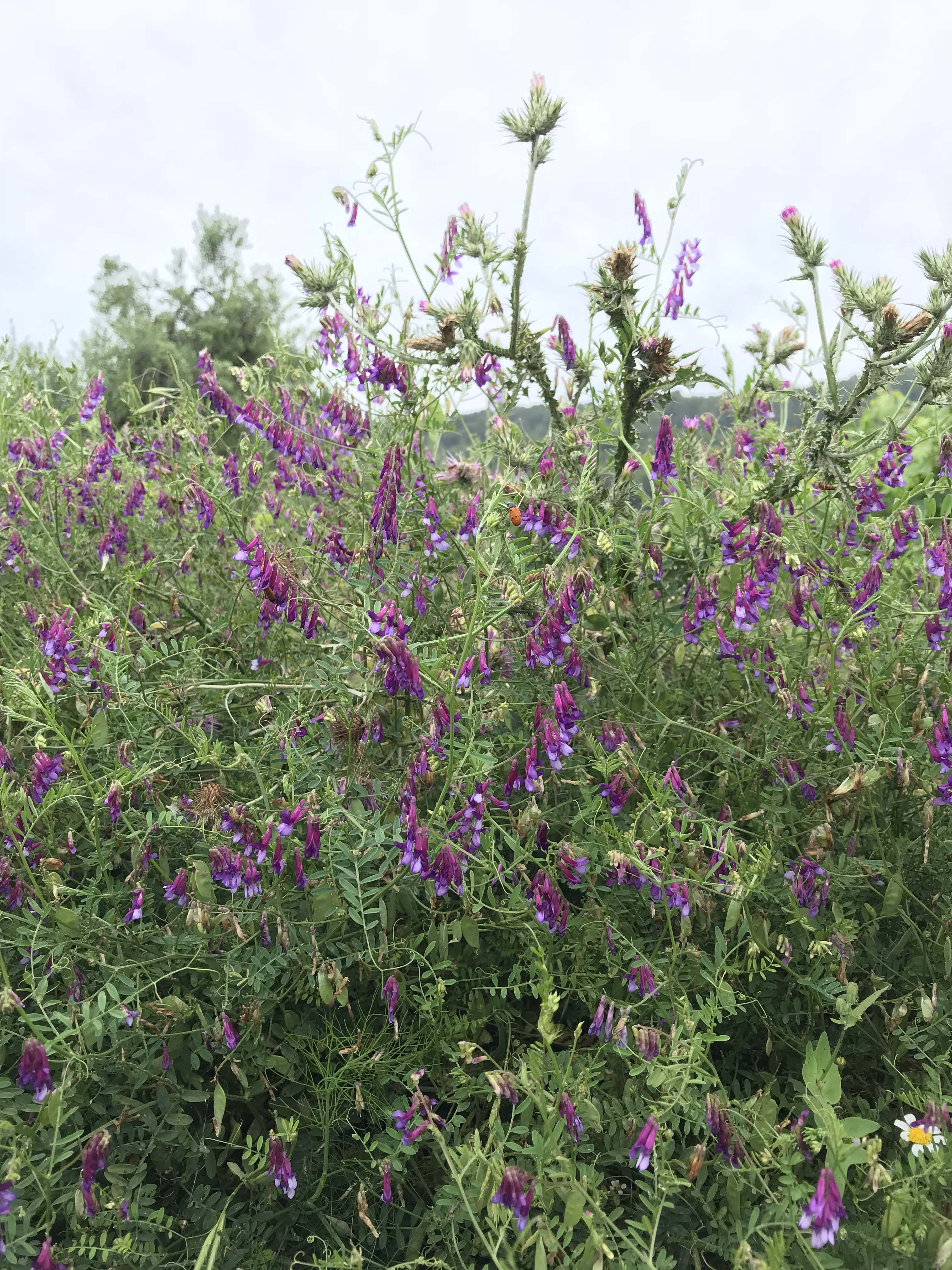 Veca-villosa-Vicia-villosa-3324-3.JPG