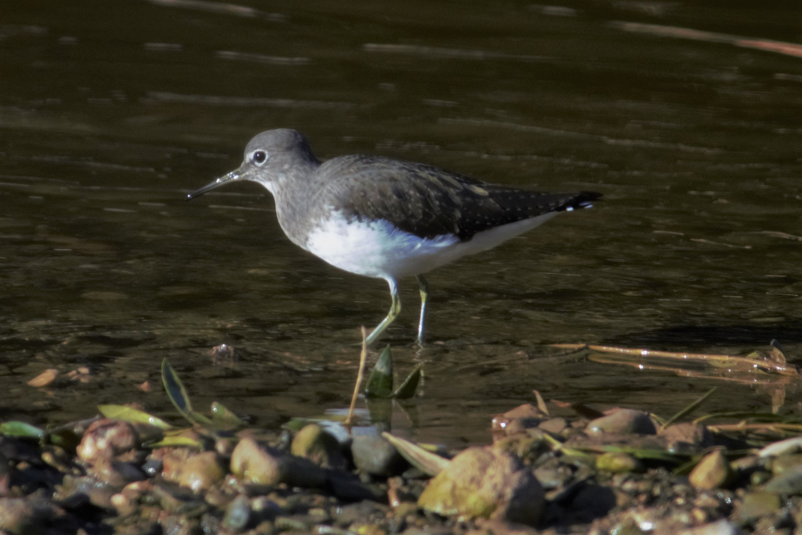 Xivita-01-Tringa-ochropus-Foto-Xavi-Garcia-4186-3.jpg