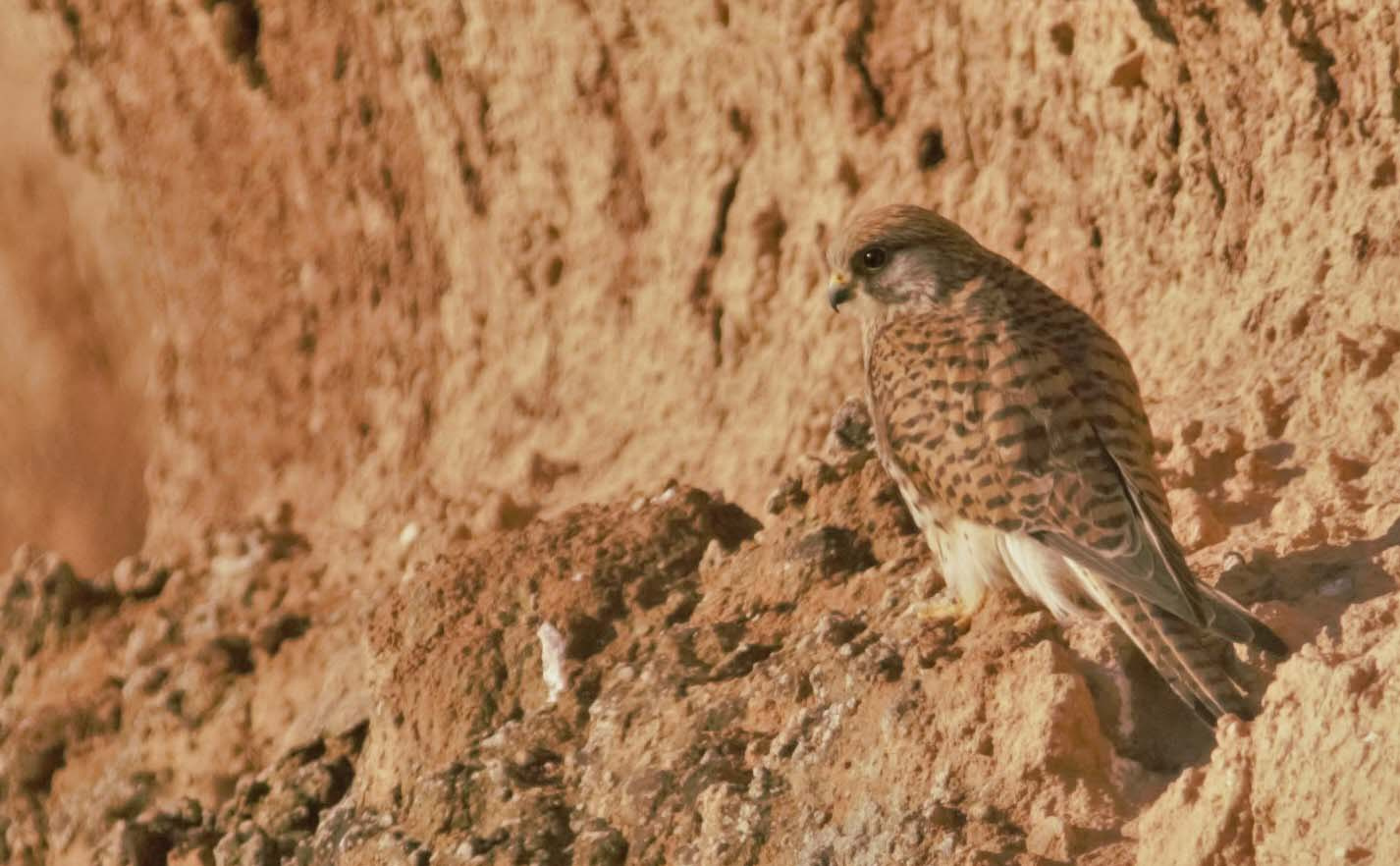 Xoriguer 02 (Falco tinnunculus) Foto Xavi García.jpg.jpg