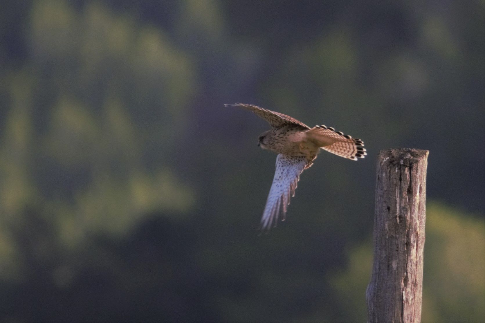 Xoriguer 04 (Falco tinnunculus) Foto Xavi García.jpg