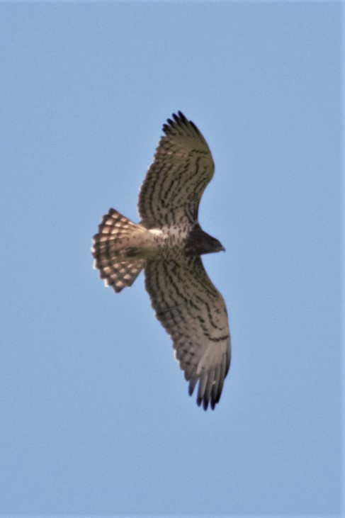 aguila-marcenca-Circaetus-gallicus-Foto-Xavi-Garcia-4167-3.jpg